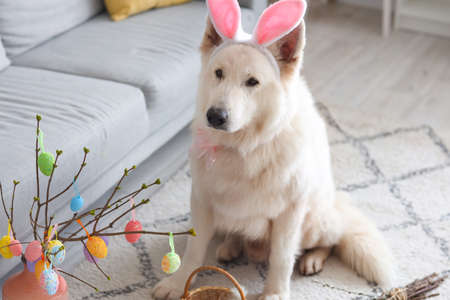 Cute dog with bunny ears at home. easter celebration
