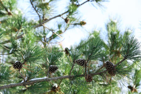 Pine tree branches with cones on winter day
