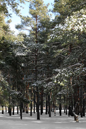 Beautiful pine trees in forest on snowy winter dayの写真素材