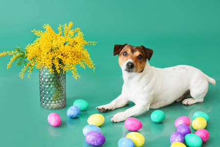 Cute Jack Russel terrier with Easter eggs, vase and mimosa flowers on green backgroundの写真素材
