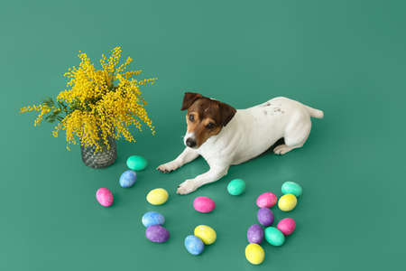 Cute Jack Russel terrier with Easter eggs, vase and mimosa flowers on green backgroundの写真素材