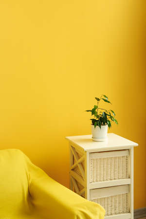 Ficus benjamina in pot on table and armchair near color wall in roomの写真素材