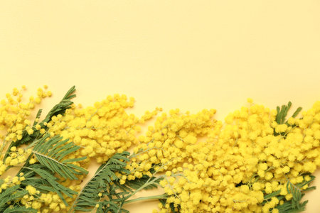 beautiful mimosa branches on yellow backgroundの写真素材