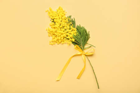 beautiful mimosa branch on yellow backgroundの写真素材
