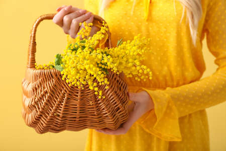 Woman holding basket with beautiful mimosa branch on color background, closeupの写真素材