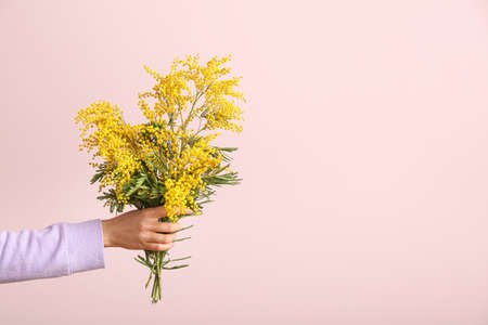 Woman holding beautiful mimosa branches on color backgroundの写真素材
