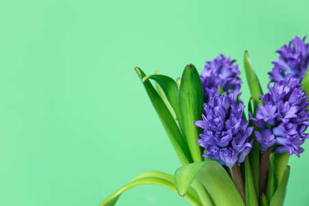 Beautiful blooming flowers on green background, closeupの写真素材