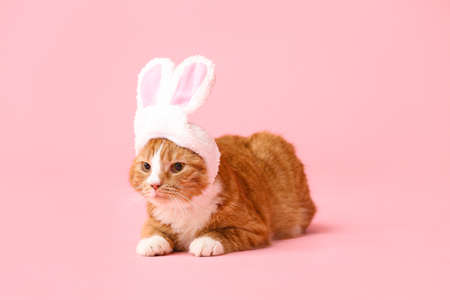 Cute cat in bunny ears on pink backgroundの写真素材