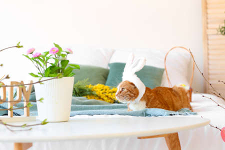 Cute cat with bunny ears lying on bed. easter holidayの写真素材