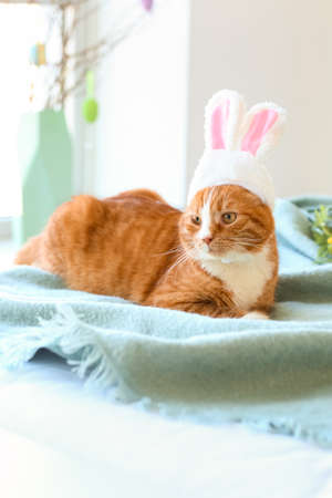Cute cat in bunny ears lying on bed. easter holidayの写真素材