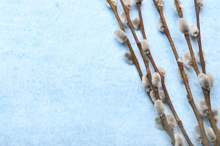 Blooming pussy willow branches on color background, closeup