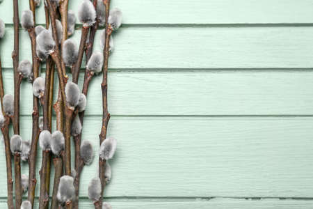 Pussy willow branches on color wooden background, closeupの写真素材