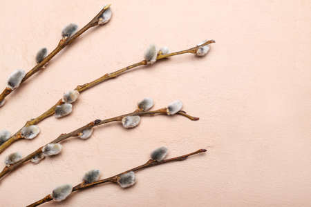 Beautiful pussy willow branches on color background, closeupの写真素材