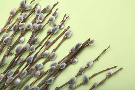 Pussy willow branches on green background, closeup