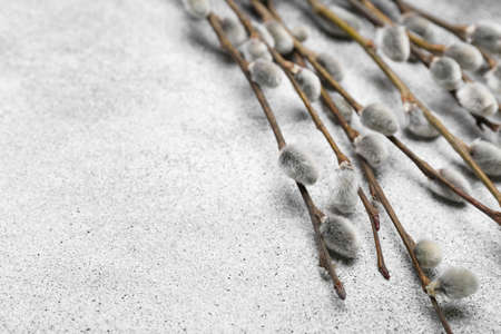 Beautiful branches of pussy willow on light background, closeup