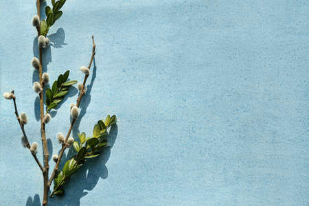 Beautiful pussy willow branch on color backgroundの写真素材