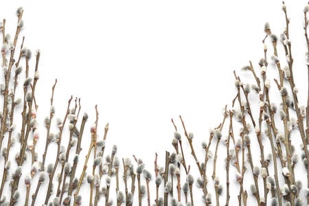 pussy willow branches on white background