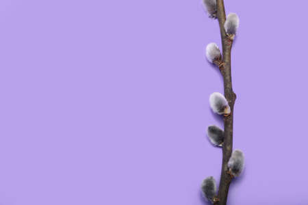 Pussy willow branch on lilac background, closeup