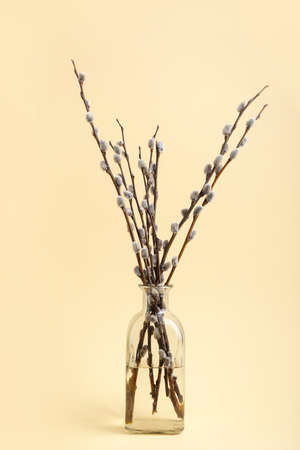 Glass vase with beautiful pussy willow branches on color backgroundの写真素材