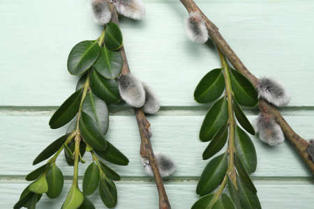 Plant branches and pussy willow on color wooden background, closeup