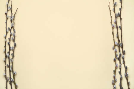 Branches of pussy willow on color backgroundの写真素材