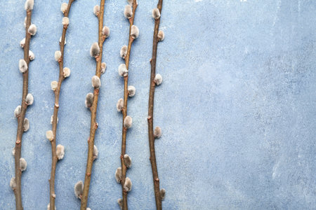 Pussy willow branches with catkins on color background