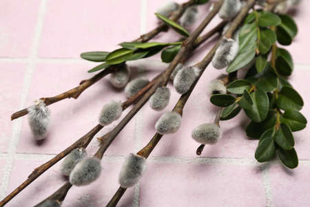Beautiful pussy willow branches on color tile, closeup