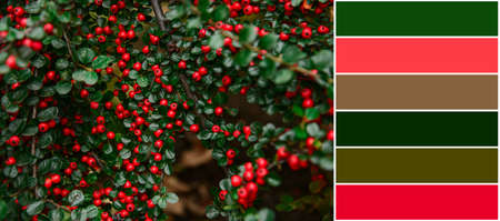 Beautiful bush with red berries. different color patterns