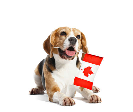 Beagle dog with flag of Canada isolated on white