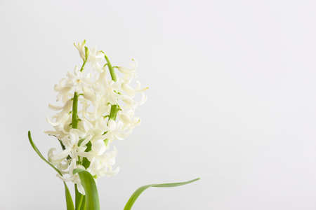 Gorgeous hyacinth flowers on light backgroundの写真素材