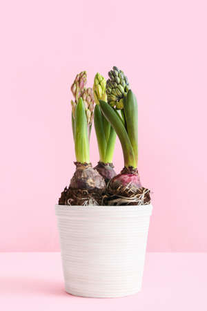 Pot with beautiful hyacinth plants on pink background