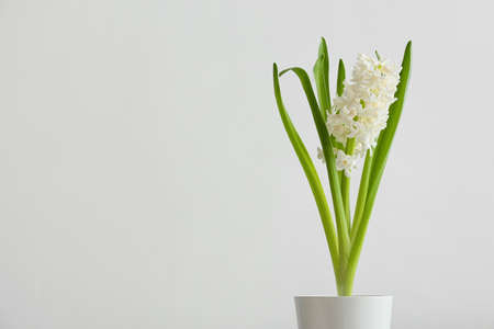 Pot with beautiful hyacinth plant on light backgroundの写真素材