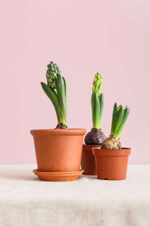 Pots with beautiful hyacinth plants on table against pink backgroundの写真素材
