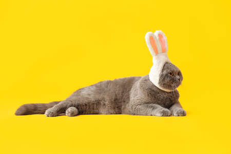 Cute Scottish Fold cat in bunny ears lying on yellow background