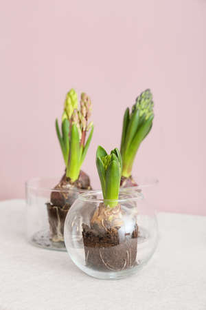 Glass pots with beautiful hyacinth plants on table against pink backgroundの写真素材