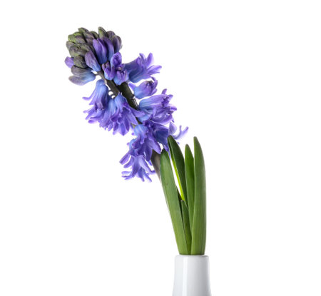 Vase with gorgeous hyacinth flowers on white backgroundの写真素材