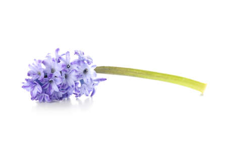 Gorgeous hyacinth flowers on white backgroundの写真素材