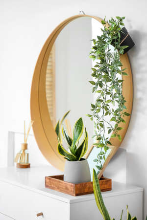 Houseplant on chest of drawers and mirror on light wallの写真素材