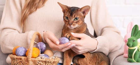 Woman with cute Abyssinian cat and Easter eggs at homeの写真素材