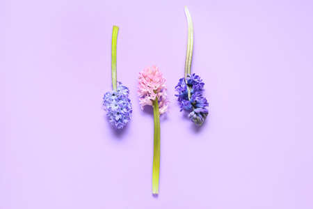 Beautiful hyacinth flowers on lilac backgroundの写真素材