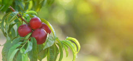 Branch with ripe peaches in garden on summer dayの写真素材
