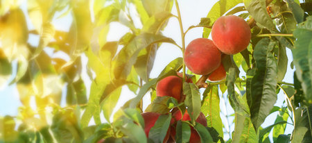 Branch with ripe peaches in garden on summer dayの写真素材