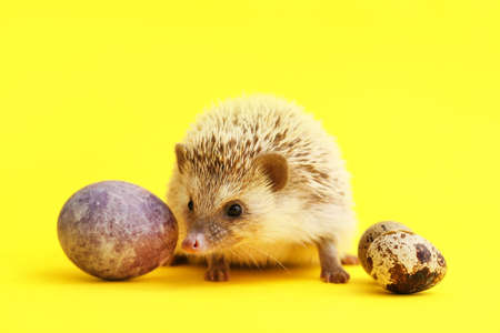 Cute hedgehog with Easter eggs on yellow backgroundの写真素材