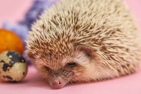Cute hedgehog with Easter eggs and flowers on pink background, closeupの写真素材