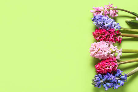 Beautiful hyacinth flowers on green backgroundの写真素材