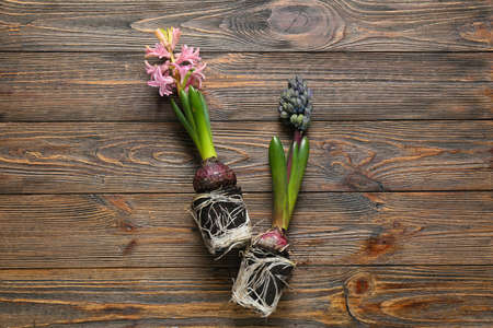 Hyacinth seedlings on wooden background