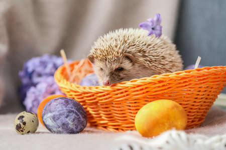 Cute hedgehog in basket and Easter eggs on sofaの写真素材