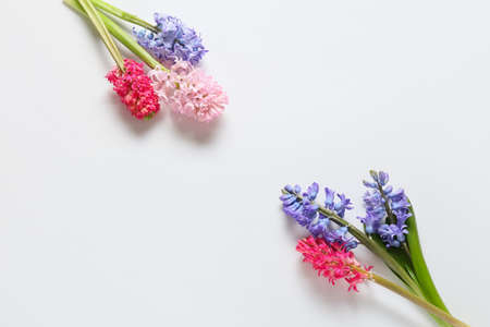 Beautiful hyacinth flowers isolated on white backgroundの写真素材