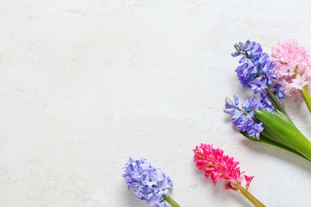 Different hyacinth flowers on light background, closeupの写真素材