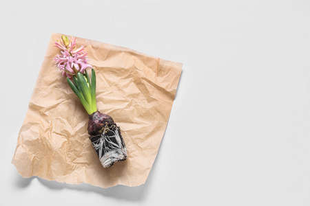 Parchment with hyacinth seedling on white backgroundの写真素材